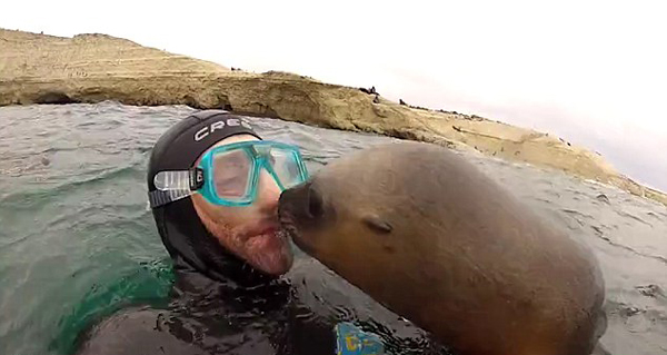 羡煞旁人！阿根廷潜水员收获超萌海狮热吻