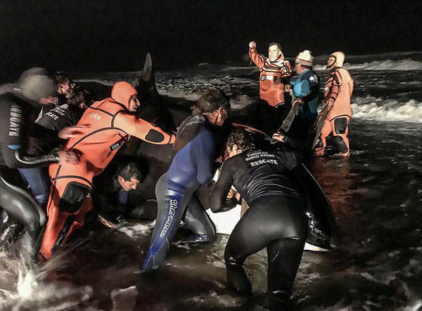 感人！阿根廷逾30名志愿者合力送搁浅虎鲸回家