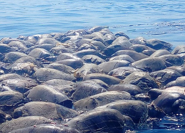 300只濒危海龟命丧墨西哥非法捕鱼网 浮尸海面