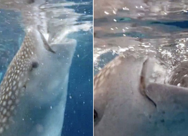 惊险！挪威男子潜水遇鲸鲨捕食差点被其吸入大嘴