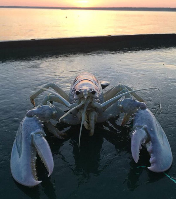 美渔民捕获极罕见白化龙虾 因其太小放归海洋