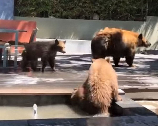 棕熊妈妈携子溜进民宅后院 两幼崽喷泉嬉闹解暑