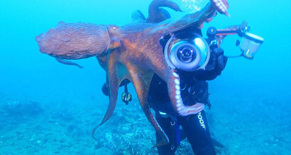 俄潜水员海底偶遇大章鱼 死抓摄像机不罢手