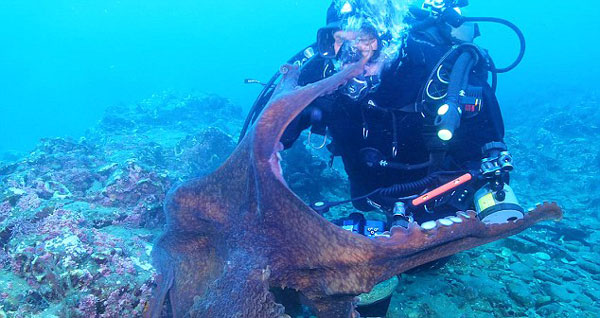 俄潜水员海底偶遇大章鱼 死抓摄像机不罢手