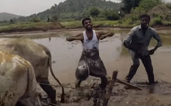 奇葩！印度农民以牛当车水田中大跳Kiki舞
