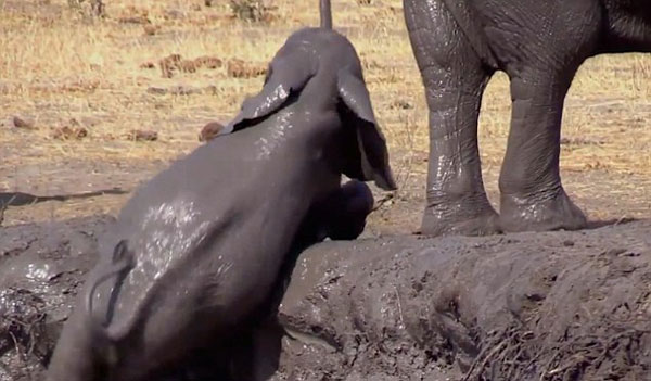 有爱！南非一幼象在同伴帮助下挣扎逃出泥坑