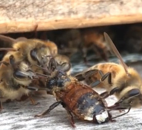 暖心！工蜂组队帮助落难伙伴清理身体