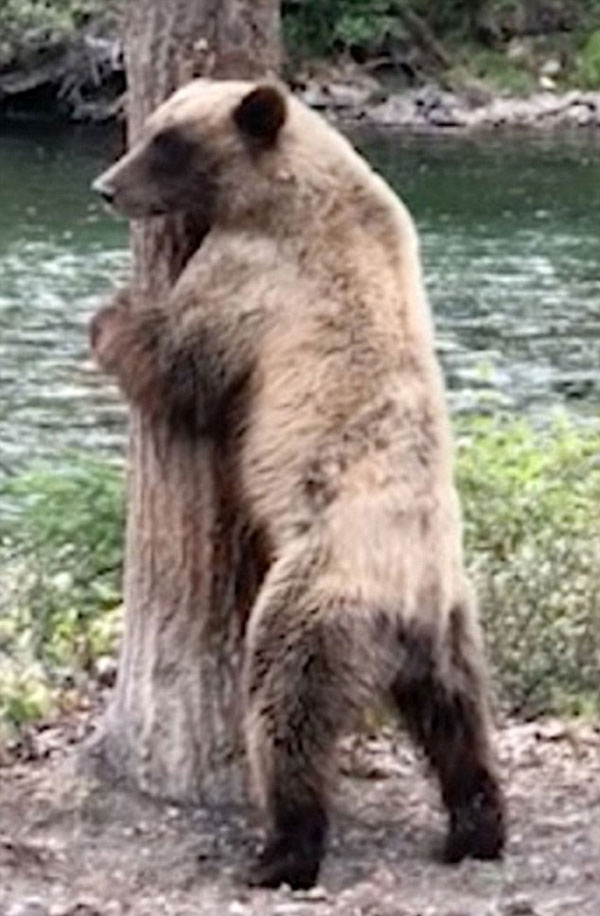 加拿大一棕熊为止痒紧靠大树跳起“电臀舞”