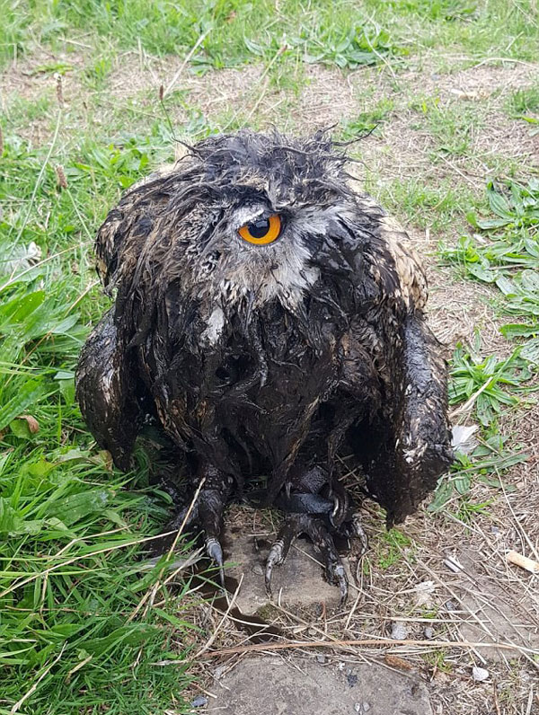 英雕鸮身陷泥潭 救生员奋力数小时将其解救