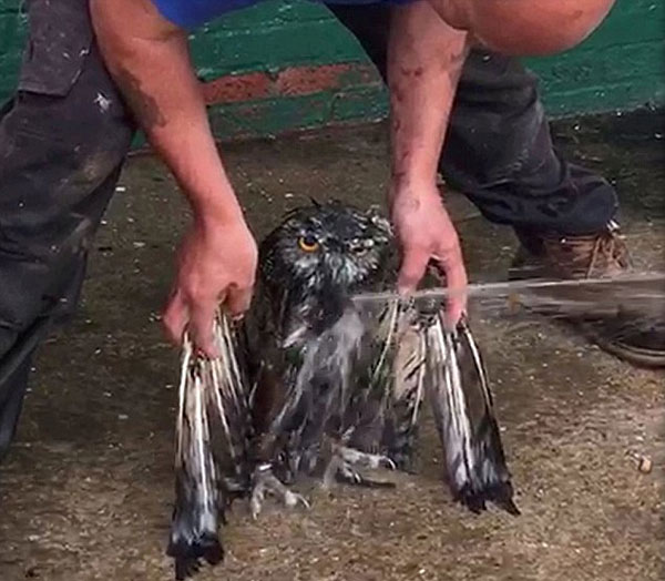 英雕鸮身陷泥潭 救生员奋力数小时将其解救