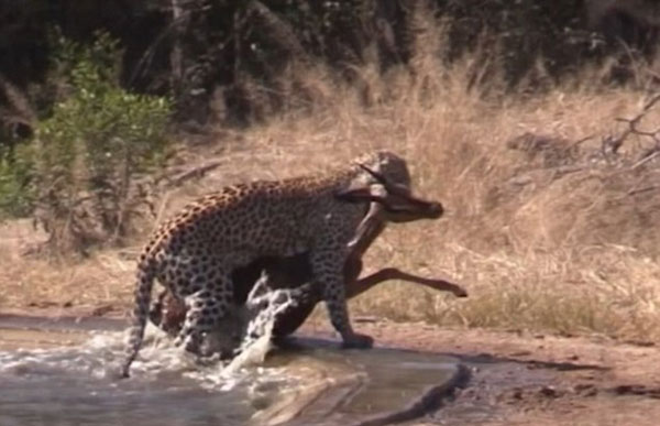南非一鬣狗欲从花豹口中夺食 反助猎物逃出生天