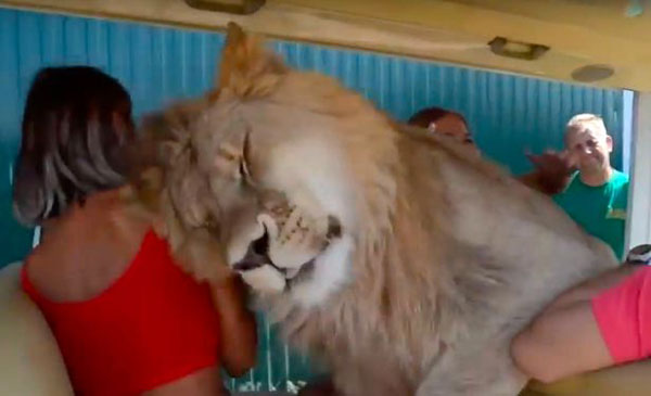 俄动物园狮子袭人事件后 游客仍大胆与狮子亲密接触