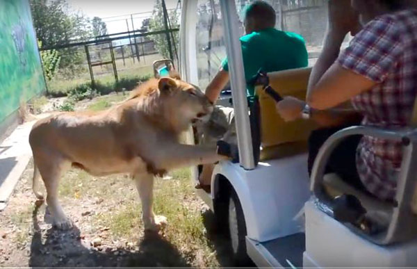 俄动物园狮子袭人事件后 游客仍大胆与狮子亲密接触