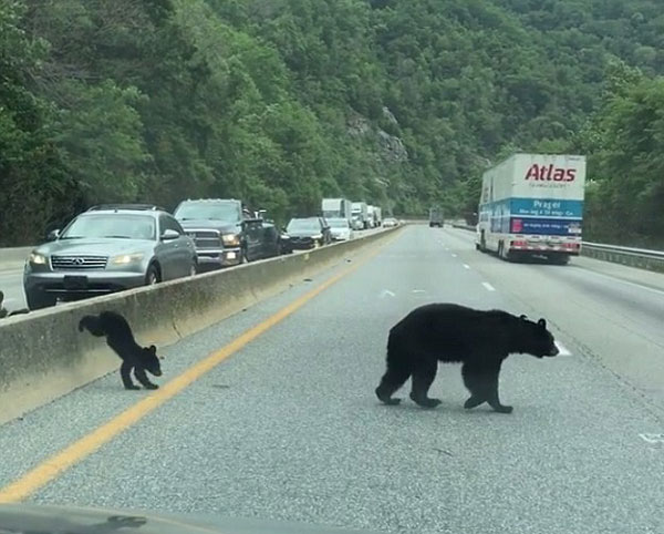 美三小熊跟妈妈横穿公路 司机暖心让行致拥堵
