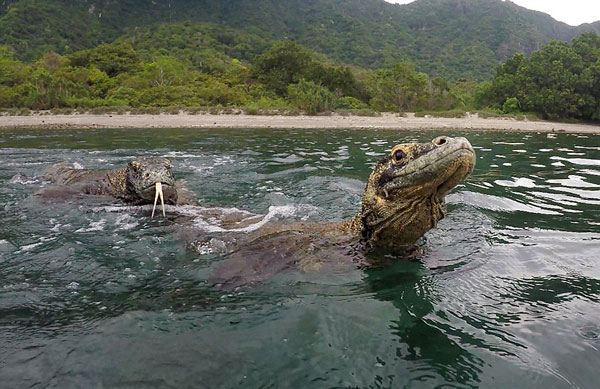 惊险！印尼摄影师近距离拍下科莫多巨蜥惊人照片