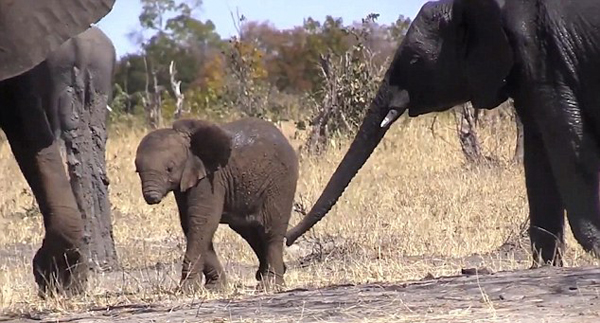 心疼！南非小象失去象鼻或遭遇生存危机