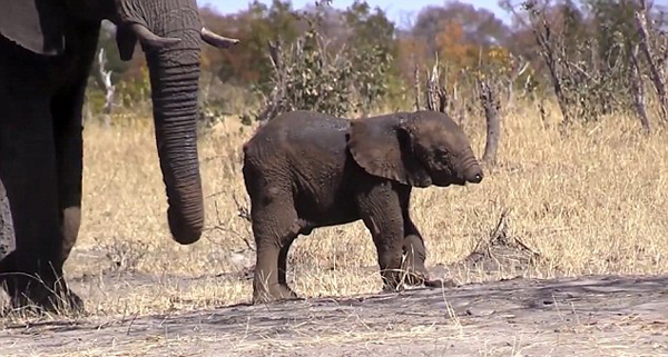 心疼！南非小象失去象鼻或遭遇生存危机