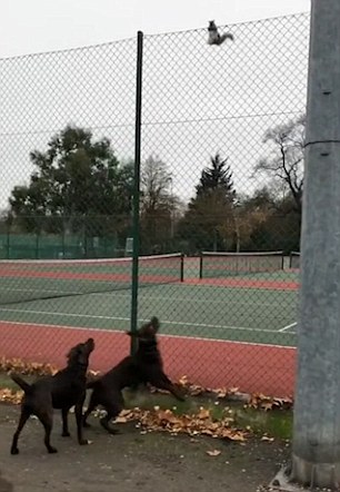 英国一小松鼠从天而降敏捷上树躲开两犬追击