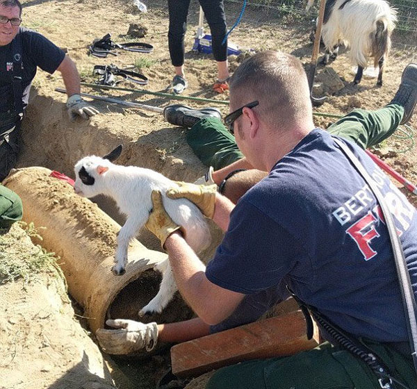 美国一羊羔不幸陷进管道 消防人员暖心救援