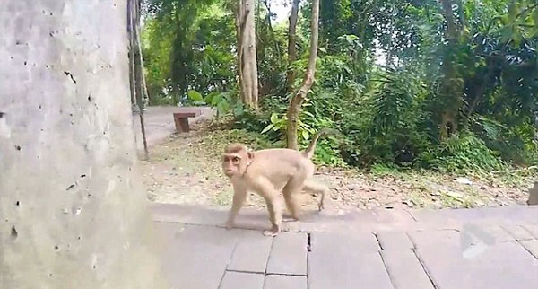 调皮！泰景区一猕猴试图抢游客相机引热议