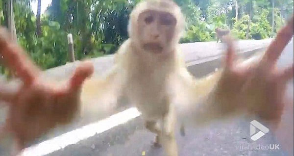 调皮！泰景区一猕猴试图抢游客相机引热议
