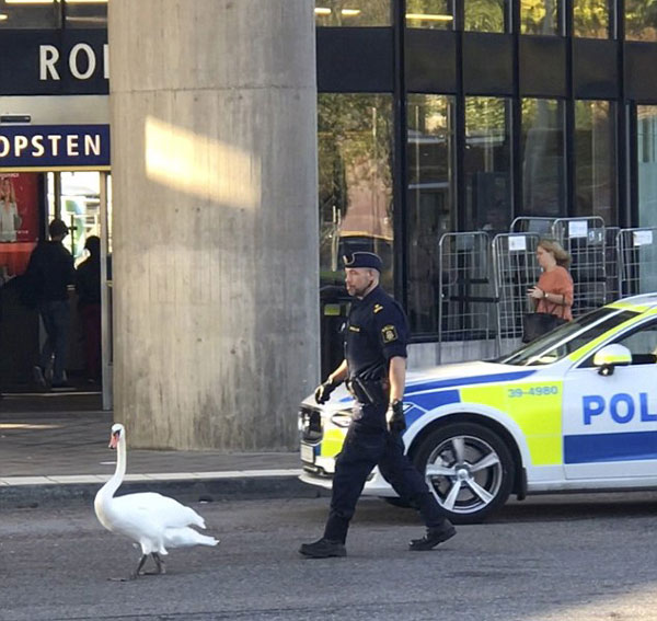 瑞典警察早高峰驱赶挡道天鹅 场面滑稽可爱