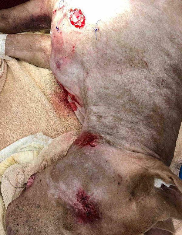 美国一宠物犬被警察射伤 主人要求还犬公道