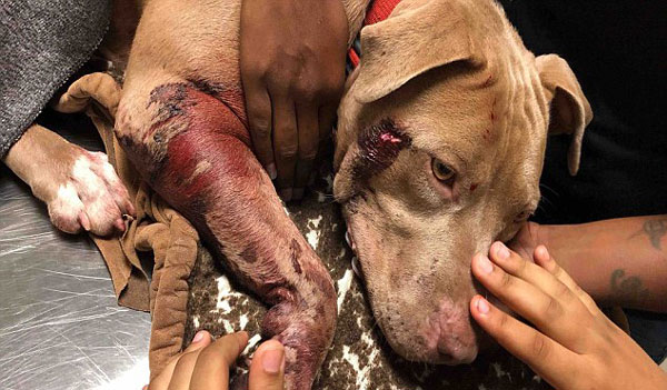 美国一宠物犬被警察射伤 主人要求还犬公道