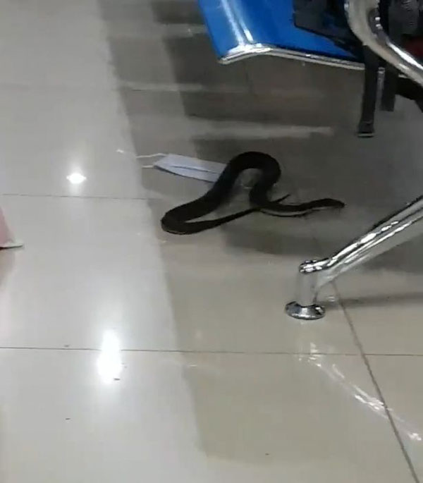 菲律宾机场休息室惊现食鼠蛇 乘客大惊失色