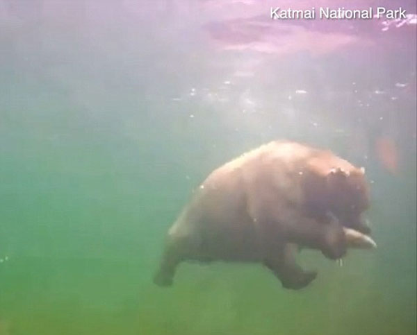 实拍美国公园一棕熊潜水捕鱼精彩瞬间