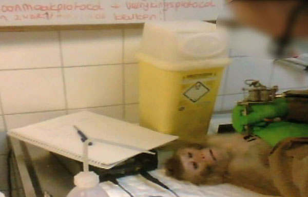 荷兰实验中心残忍对待猕猴引动物保护者强烈抗议