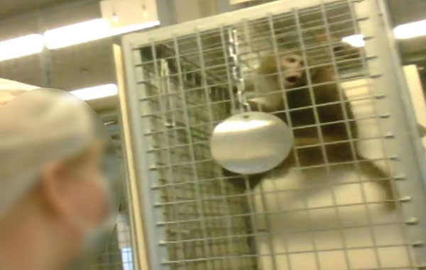 荷兰实验中心残忍对待猕猴引动物保护者强烈抗议