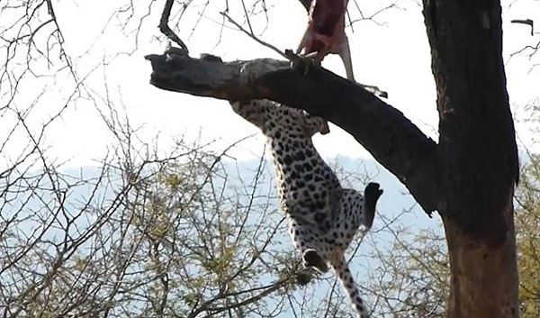 南非花豹树上拖拽被卡猎物 不慎摔落后离去