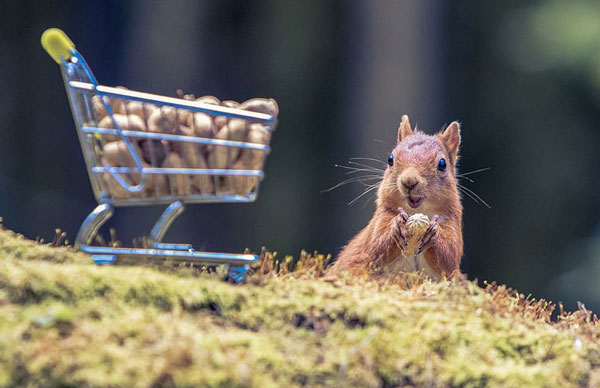 苏格兰红松鼠饥肠辘辘 推迷你购物车“扫货”