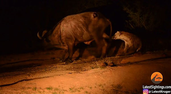 南非水牛击退狮群后重伤 又遭鬣狗偷袭要害