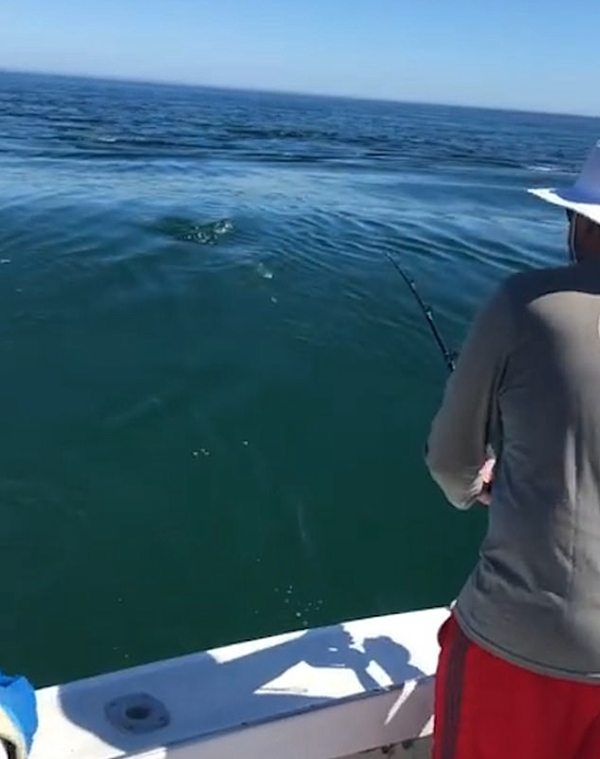 美东海岸大白鲨抢钓鱼者猎物 日前曾夺一人命