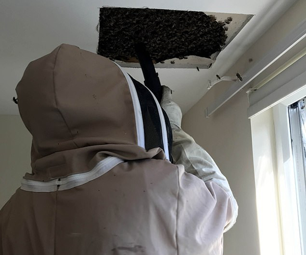 英民宅天花板惊现4万只蜜蜂 养蜂人用吸尘器清除