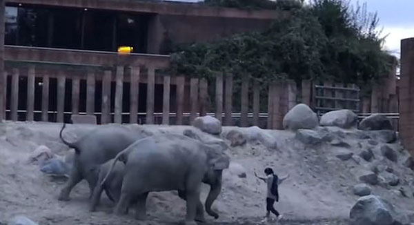 目瞪口呆！丹麦男子闯入动物园大象圈内安全逃脱