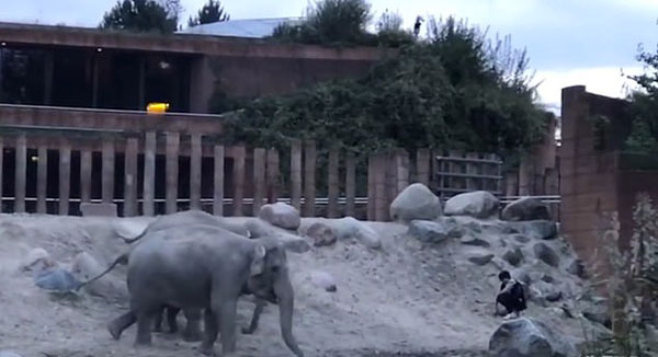 目瞪口呆！丹麦男子闯入动物园大象圈内安全逃脱