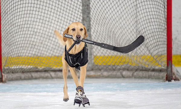 厉害了！美国一拉布拉多犬学会溜冰 曾险遭安乐死