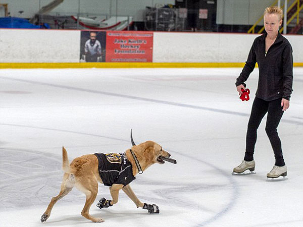 厉害了！美国一拉布拉多犬学会溜冰 曾险遭安乐死
