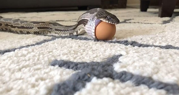 美鼠蛇吞食整只鸡蛋 蛋壳完好无损