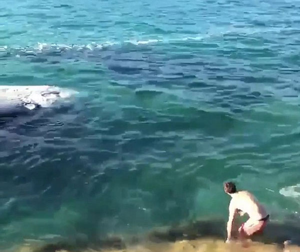 勇者还是莽夫？澳男子水下拍鲨鱼狂扯鲸鱼残骸画面