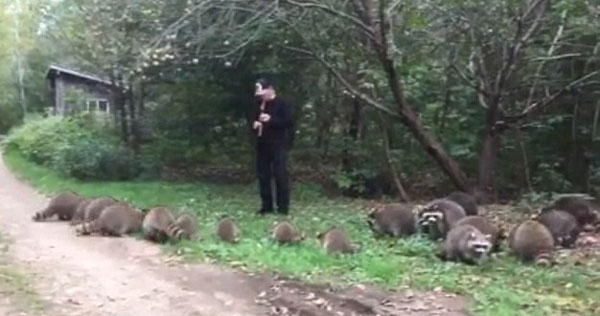 美国男子林中吹奏神秘旋律 吸引近20只浣熊