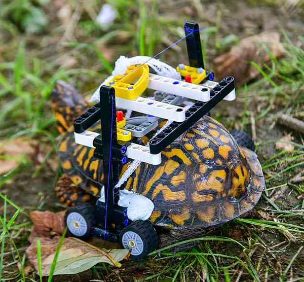 美国一动物园用乐高玩具为裂壳乌龟打造“轮椅”