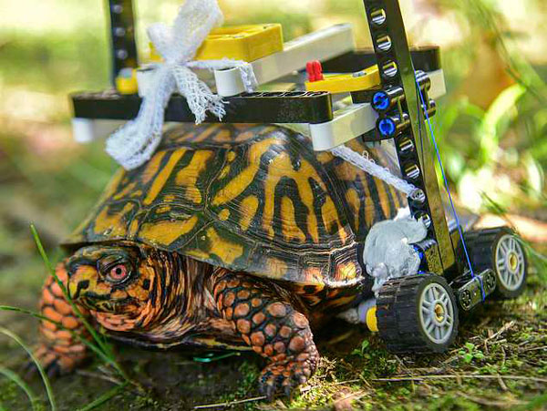 美国一动物园用乐高玩具为裂壳乌龟打造“轮椅”