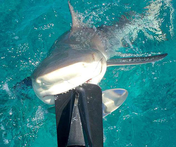 巴哈马柠檬鲨死咬渔船引擎“得意露齿微笑”