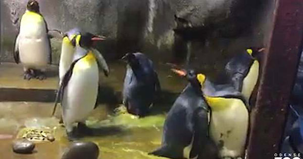 丹麦两同性企鹅求子心切 误领失散小企鹅招致大战