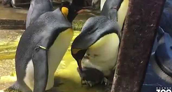 丹麦两同性企鹅求子心切 误领失散小企鹅招致大战