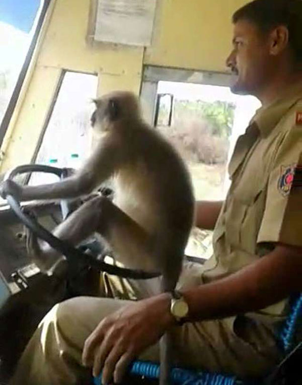 印度一司机繁忙路段让猴子开公交车引热议